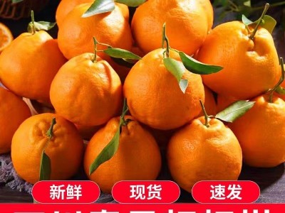 凉慕四川耙耙柑春见应季新鲜水果柑橘甜柑不知火丑八怪柑橘子整箱图3