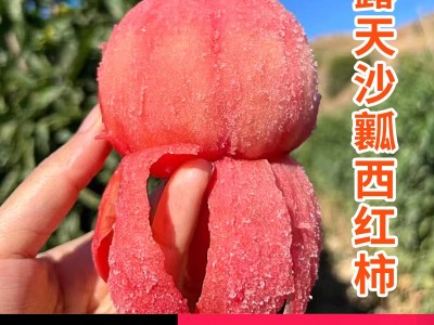 凉慕攀枝花普罗旺斯番茄自然熟西红柿露天新鲜洋柿子薄皮水果蔬菜图2