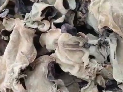 木耳丝螺蛳粉专用白背黑木耳丝食用农产品简装黑木耳菌菇干货图4