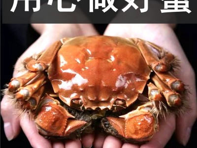 阳澄湖镇正宗大闸蟹鲜活螃蟹 可代发批发螃蟹卡螃蟹六月黄样卡图4