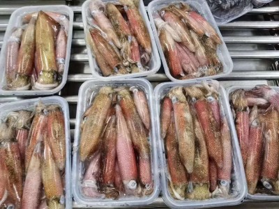 东山本港活冻小管，小鱿鱼，高品质常年供应酒店 商超！鲜甜 嚼劲图4