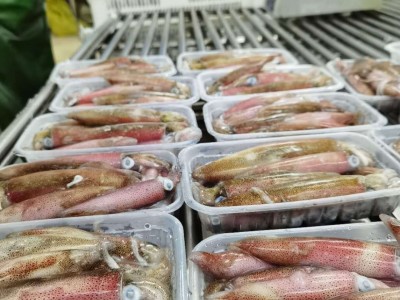 东山本港活冻小管，小鱿鱼，高品质常年供应酒店 商超！鲜甜 嚼劲图3