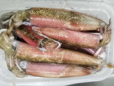 东山本港活冻小管，小鱿鱼，高品质常年供应酒店 商超！鲜甜 嚼劲图5
