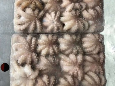 福建东山一手批发三去章鱼花！章鱼花，八爪鱼，一口章鱼图3