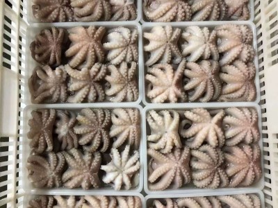 福建东山一手批发三去章鱼花！章鱼花，八爪鱼，一口章鱼图4