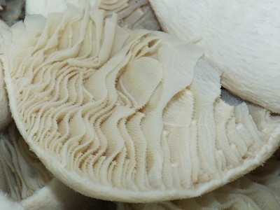 千层肚5斤新鲜整个黑白毛肚商用批发牛百叶牛肚牛杂火锅食材冒菜图3