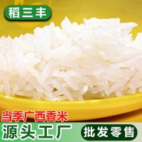 【25kg装】原生态农家稻谷长粒香米25kg家用软糯猫牙丝苗米粥米