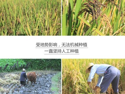 正宗新米陕西洋县黑米黑粥米碎黑米血糯月子米无染色农家自种大米图5