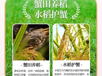 舶元盘锦蟹田米5kg生态种植东北大米10斤当季新米图3