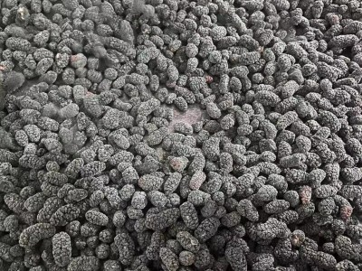 产地直销A级速冻桑葚冷冻去蒂桑葚果汁原料冷冻桑葚果汁速冻水果图4