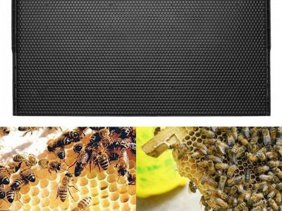 出口型483*232塑料巢础巢框 一体式蜂巢脾蜜蜂蜂窝养蜂工具批发图3