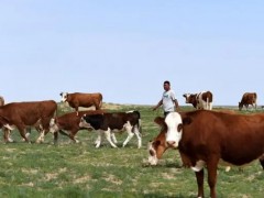 内蒙古牧区：技术创新融进去 肥壮牛羊跑出来