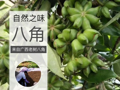 正宗广西八角大料批发 纯干新货大茴香桂皮香叶花椒香料调料大全图2