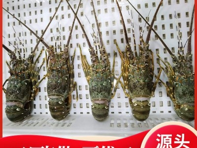 鲜活小青龙龙虾鲜冻冻货鲜活海鲜澳洲龙虾冷冻大龙虾奥龙澳洲速冻图2