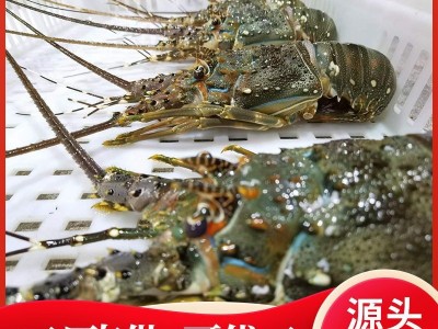 鲜活小青龙龙虾鲜冻冻货鲜活海鲜澳洲龙虾冷冻大龙虾奥龙澳洲速冻图3