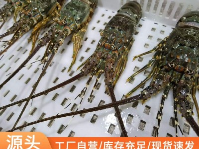 鲜活小青龙龙虾鲜冻冻货鲜活海鲜澳洲龙虾冷冻大龙虾奥龙澳洲速冻图5