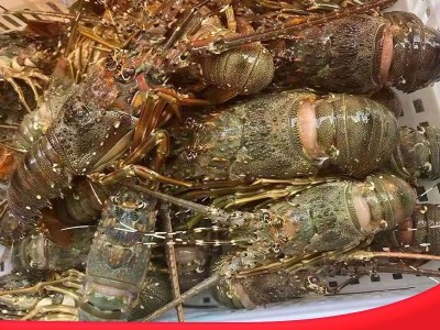 鲜活小青龙龙虾鲜冻冻货鲜活海鲜澳洲龙虾冷冻大龙虾奥龙澳洲速冻图4