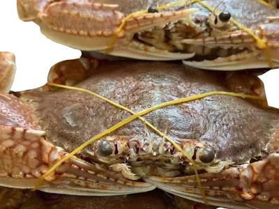 拥剑蟹东山岛海蟹扁蟹肉蟹梭子蟹麻辣蟹排清蒸螃蟹野生放笼水产品图1