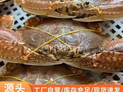 拥剑蟹东山岛海蟹扁蟹肉蟹梭子蟹麻辣蟹排清蒸螃蟹野生放笼水产品图4