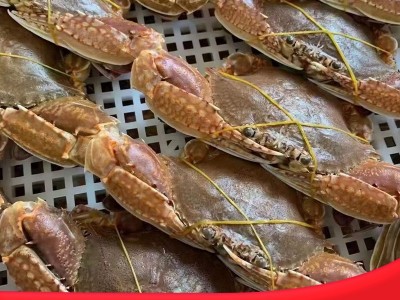 拥剑蟹东山岛海蟹扁蟹肉蟹梭子蟹麻辣蟹排清蒸螃蟹野生放笼水产品图2