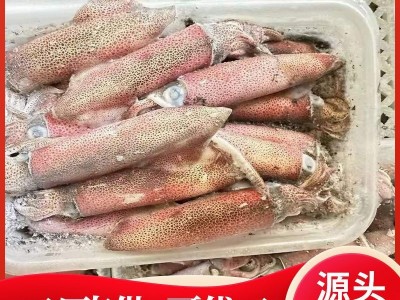厂家直供东山岛本港野生小管鱿鱼大管中管活冻小管小鱿鱼灯光鱿鱼图3