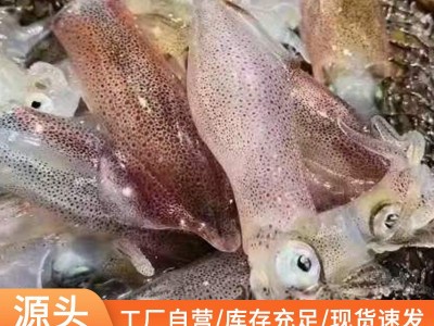 厂家直供东山岛本港野生小管鱿鱼大管中管活冻小管小鱿鱼灯光鱿鱼图5
