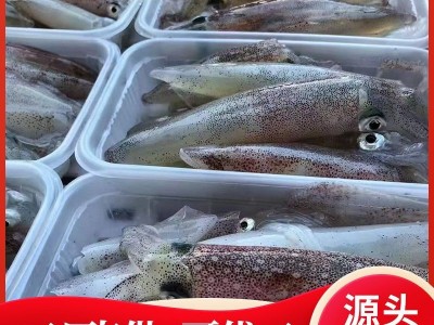 厂家直供东山岛本港野生小管鱿鱼大管中管活冻小管小鱿鱼灯光鱿鱼图2