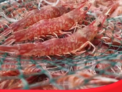 野生樱花虾刺身甜虾鲜活冷冻特大鸡冠虾斑节虾新鲜海虾海鲜水产品图3
