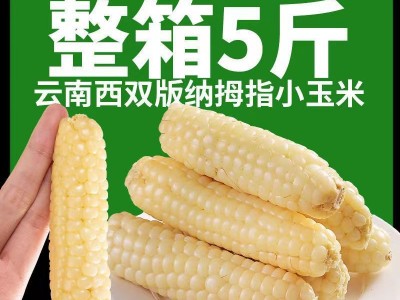 云南西双版纳拇指玉米新鲜甜香白糯迷你宝宝手指玉米早餐代餐图2