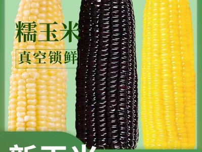 糯玉米香糯玉米棒子即食批发代餐真空装整箱10根甜玉米一件代发图2