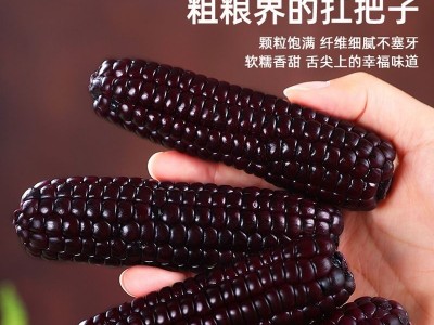 云南西双版纳拇指玉米新鲜真空手指小玉米迷你现摘甜白香糯宝宝餐图4