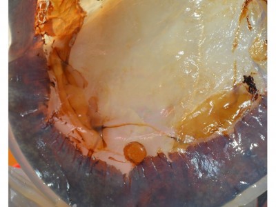 渤海绵蜇皮红海蜇皮海蜇青皮鲜脆爽口盐渍海蜇非即食批发净重5斤图4