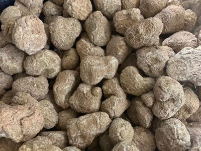 批发 虎乳菌 虎奶菌颗粒 虎乳片中片 煲汤食材供货酒店 海味干货图3