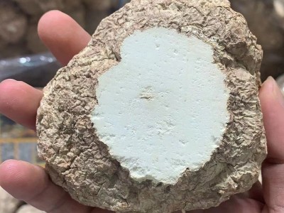 批发 虎乳菌 虎奶菌颗粒 虎乳片中片 煲汤食材供货酒店 海味干货图4