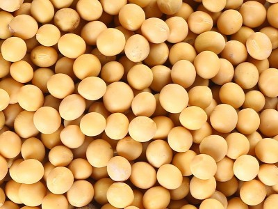 黄豆500g五谷杂粮豆浆东北粗粮原料营养农家大豆1斤批发图3