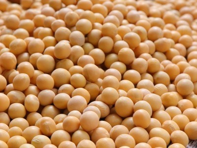 23年黄豆新货东北大豆农家自种土黄豆榨豆浆发豆芽五谷杂粮粗粮批图3