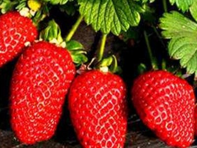 草莓苗盆栽四季结果奶油草莓南方室内爬藤草莓果树苗大棚种植食用图3