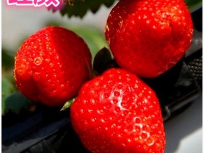 草莓苗盆栽四季结果奶油草莓南方室内爬藤草莓果树苗大棚种植食用图2