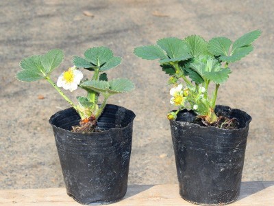草莓苗盆栽四季结果奶油草莓南方室内爬藤草莓果树苗大棚种植食用图5