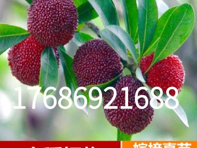 东魁杨梅苗果树苗 正宗嫁接杨梅树苗 特大早熟南北方种植当年结果图4