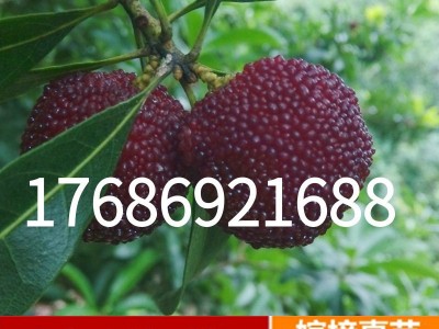 东魁杨梅苗果树苗 正宗嫁接杨梅树苗 特大早熟南北方种植当年结果图3