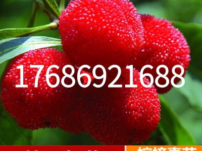 东魁杨梅苗果树苗 正宗嫁接杨梅树苗 特大早熟南北方种植当年结果图2
