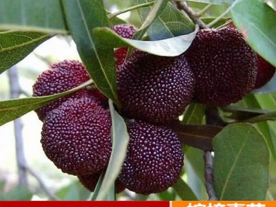 东魁杨梅苗果树苗 正宗嫁接杨梅树苗 特大早熟南北方种植当年结果图5