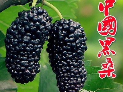 桑葚苗 桑树果苗 四季桑果 台湾长果桑 桑树苗 南方北方当年结果图5