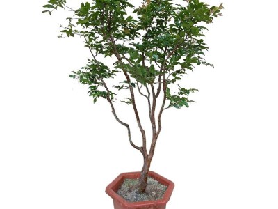 嘉宝果树苗树葡萄苗正宗台湾树葡萄沙巴四季盆栽地栽植物南北种植图4