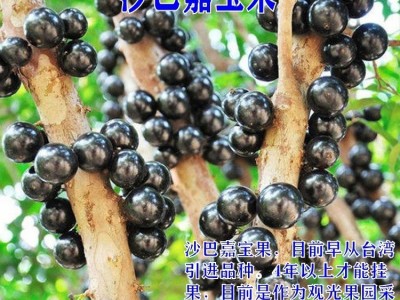 嘉宝果树苗树葡萄苗正宗台湾树葡萄沙巴四季盆栽地栽植物南北种植图5