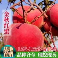 嫁接桃树苗金秋红蜜桃苗晚熟金秋红蜜桃子树苗南方北方种植果树苗