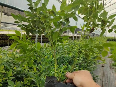 出售地栽蓝莓苗 三年营养钵蓝莓苗 蓝莓苔藓苗 明星蓝莓兔眼蓝莓图3