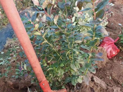 出售地栽蓝莓苗 三年营养钵蓝莓苗 蓝莓苔藓苗 明星蓝莓兔眼蓝莓图2