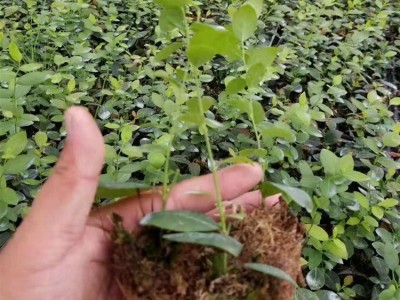 出售地栽蓝莓苗 三年营养钵蓝莓苗 蓝莓苔藓苗 明星蓝莓兔眼蓝莓图4